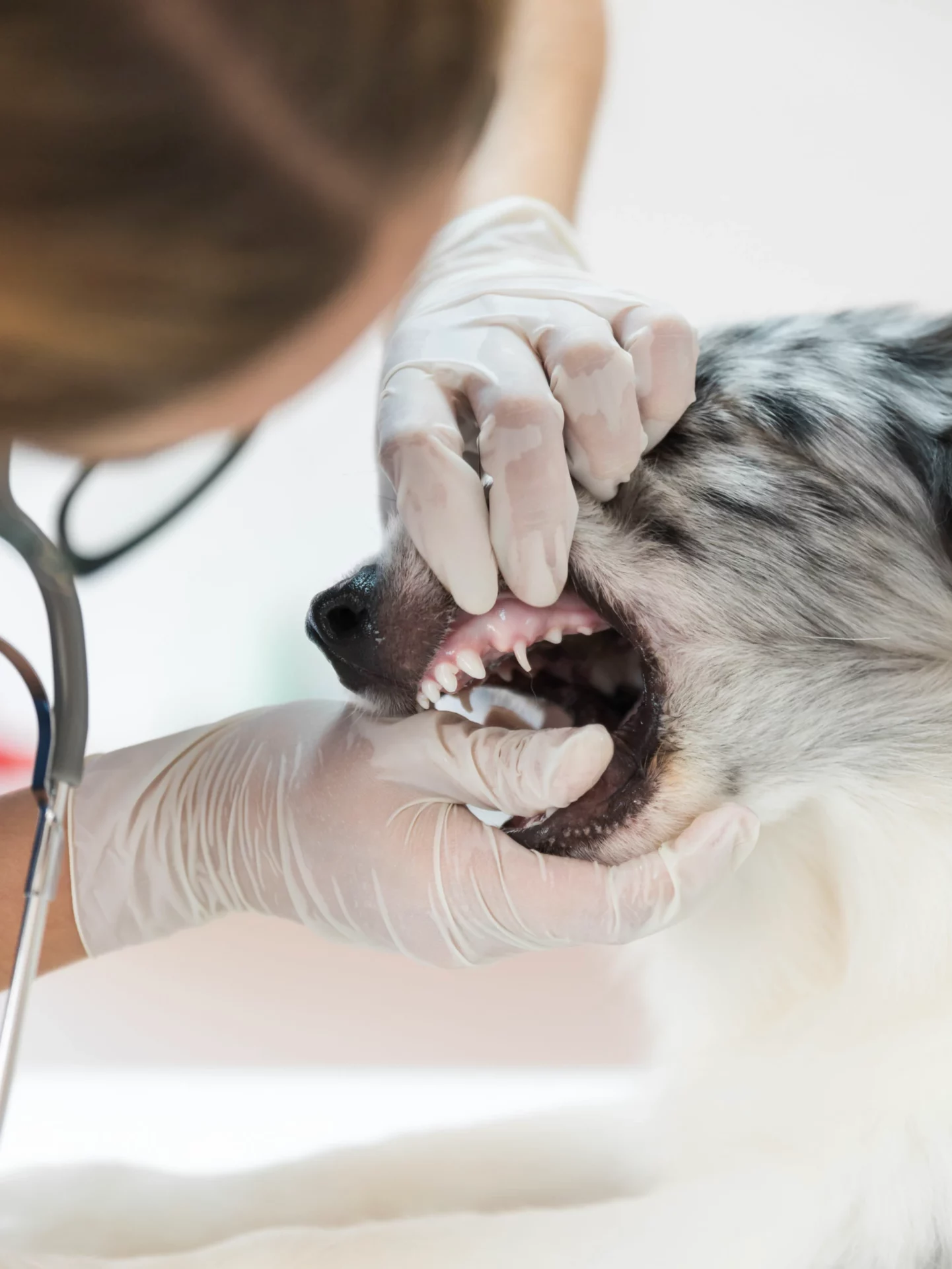A veterinarian inspecting dog's teeth in a clinic