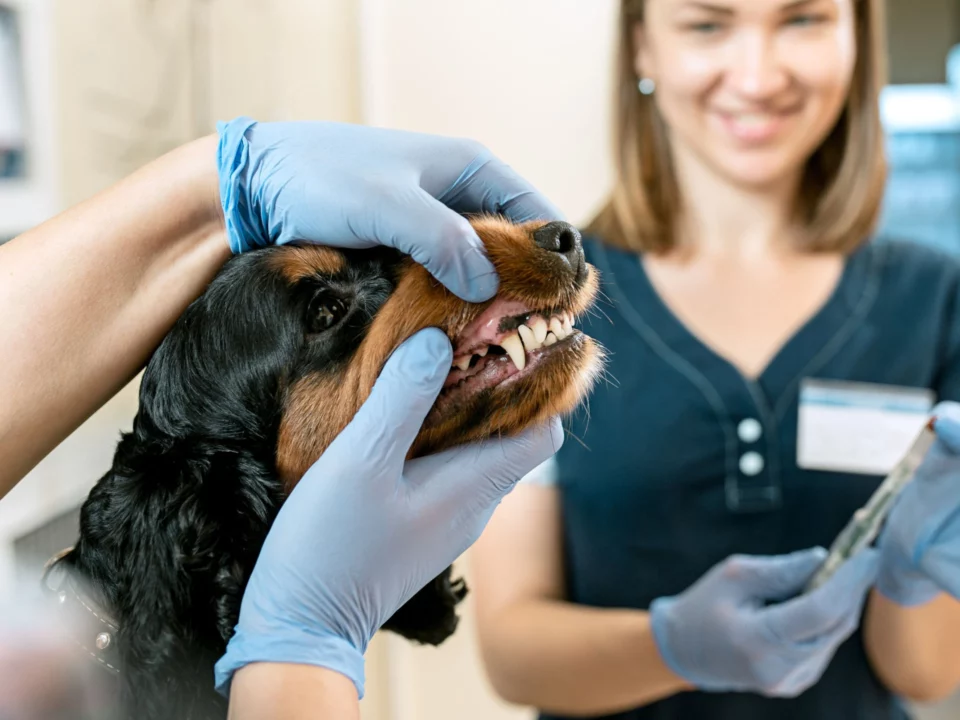 A Vet inspecting a dogs teeth with a nurse assisting in the background.