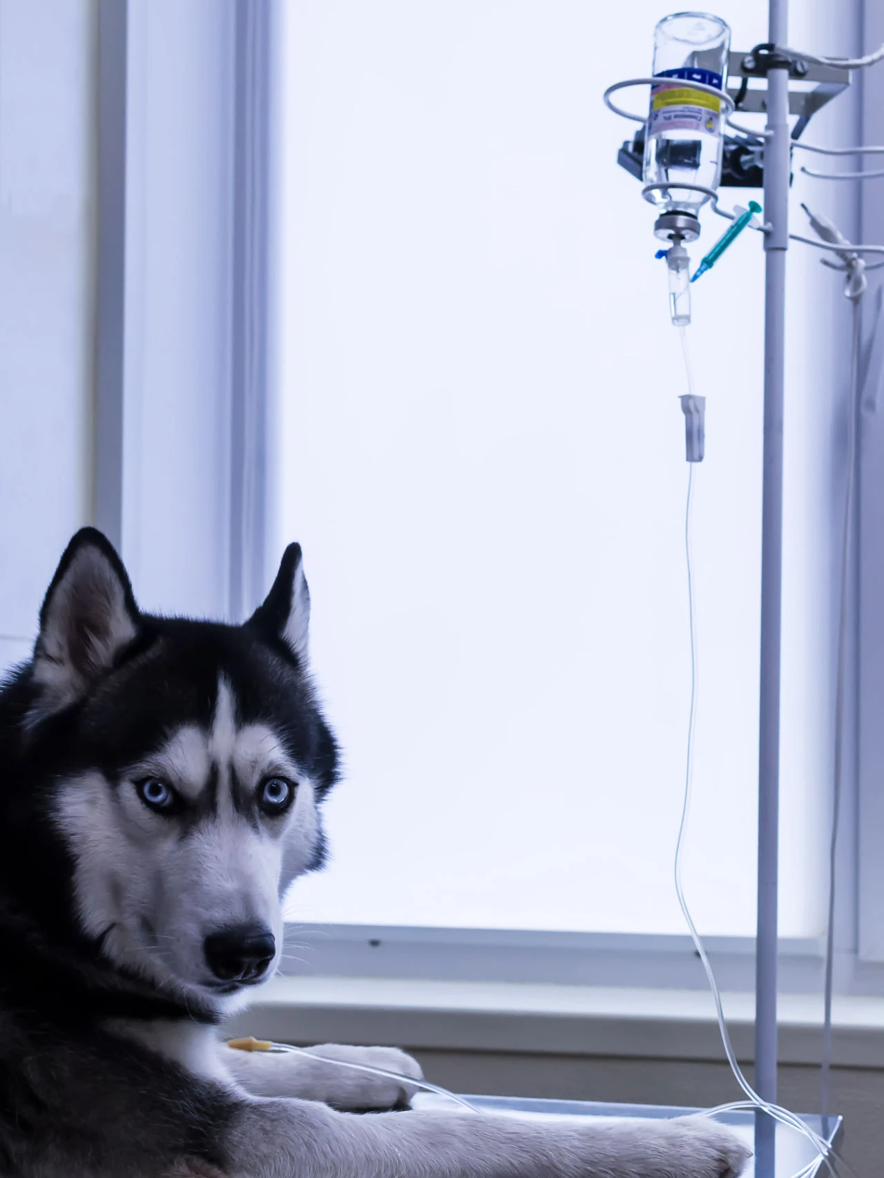 A Cute Husky Dog Lies With Dropper His Paw Veterinary Clinic Close Up
