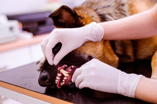 An Alsatian dog lies on the Vets table being treated for a tooth emergency.