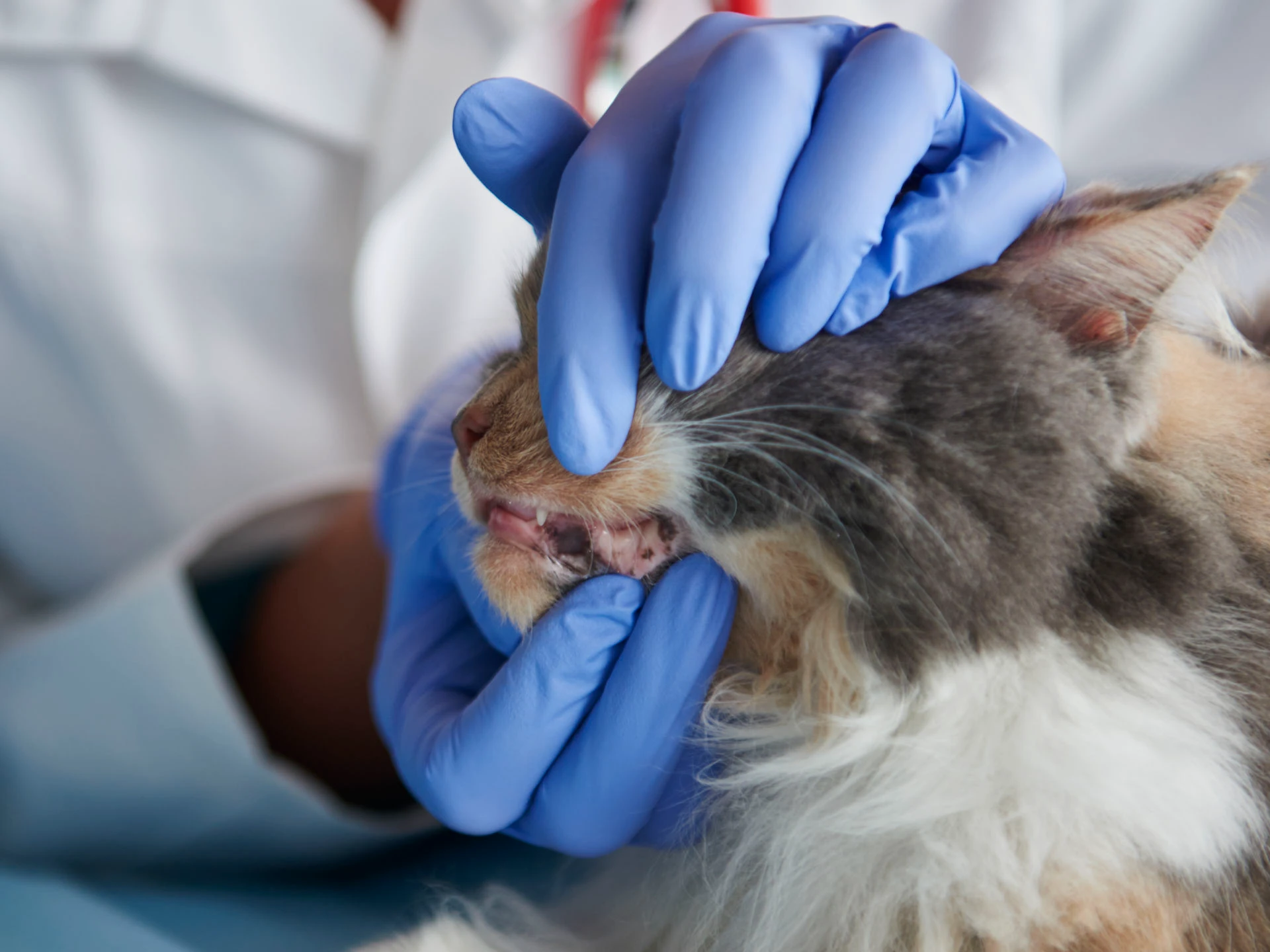 A vet is checking a cat's teeth and gums.