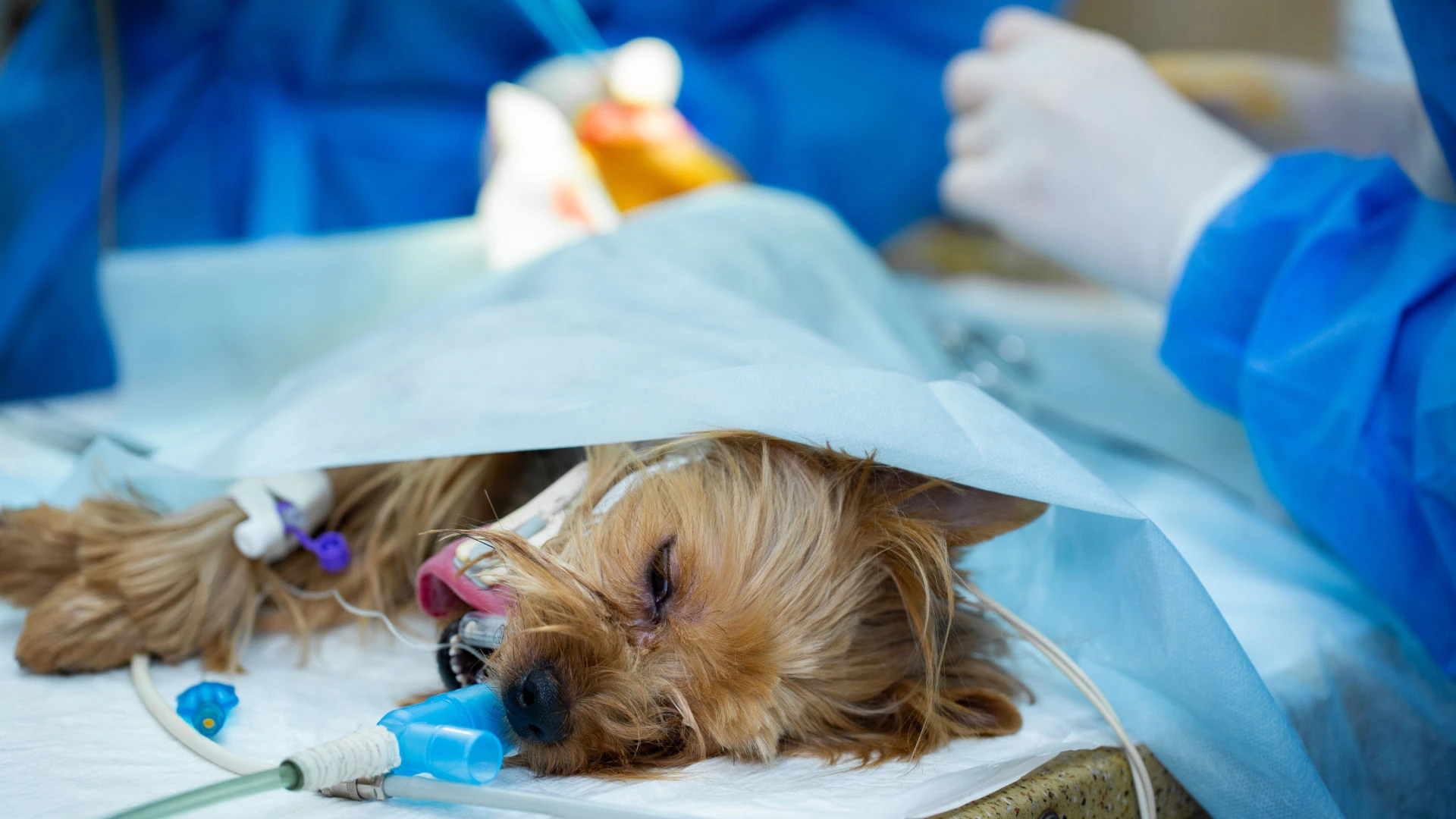 A Dog undergoing surgery in a Veterinary Clinic.