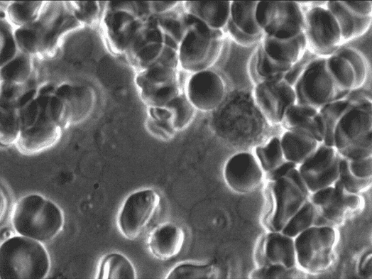 haus-of-holistic-health-natural-medicine-001