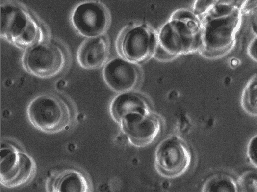 haus-of-holistic-health-natural-medicine-002