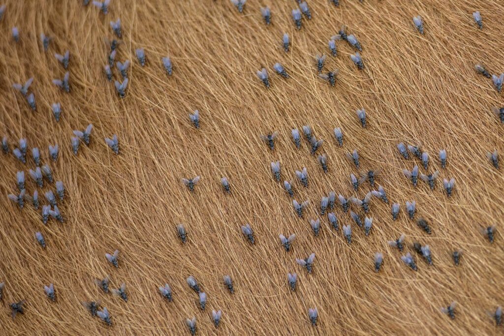 Garlic for Fly Prevention