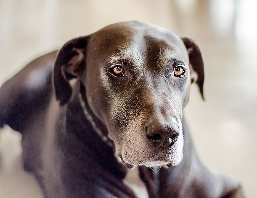 What s Crackin Arthritis and Joint Care The Vet Lounge