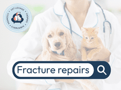 fracture-repairs 1 Fracture repair in dogs