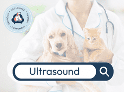 ultrasound Ultrasounds in animals