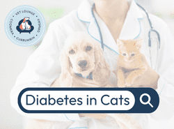 Diabetes in cats cats diabetes