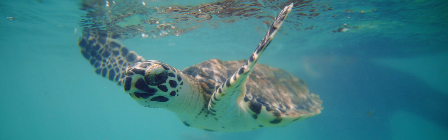 Rescue turtle flip vomo island fiji