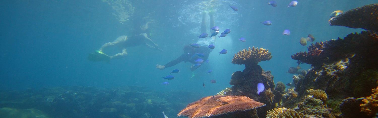 Snorkelling vomo island fiji Snorkelling vomo island fiji