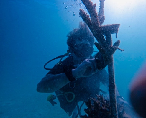 Coral restoration underwater restoration tours vomo island fiji