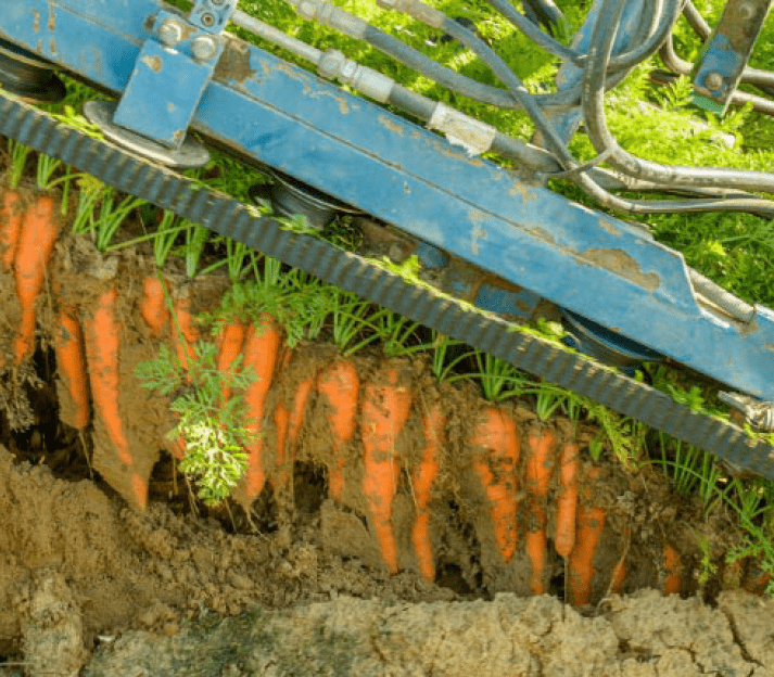 zerella fresh carrots - the harvest