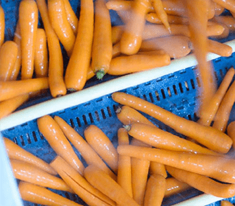 zerella fresh carrots - washing and grading